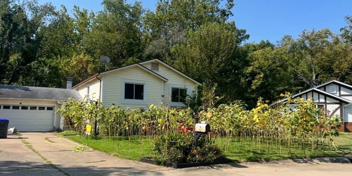 Judge rules against St. Peters man’s sunflower garden Judge rules against St. Peters man’s sunflower garden