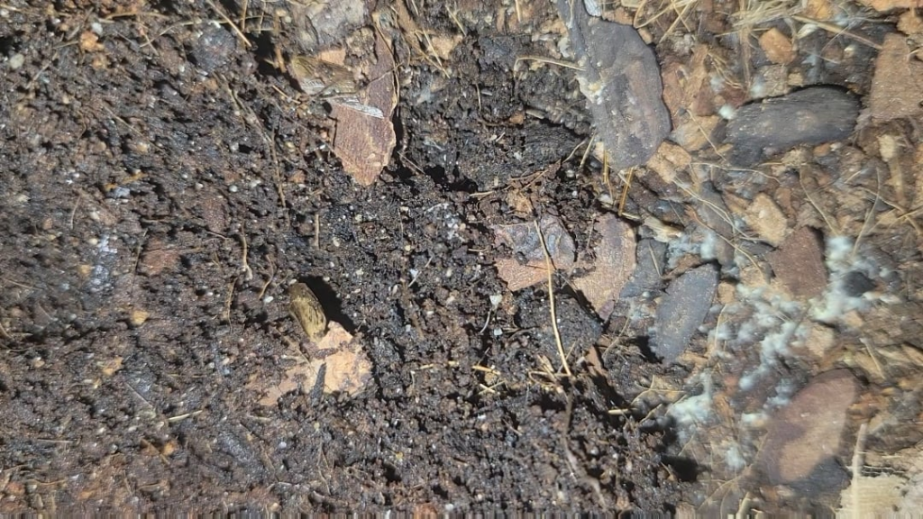 Are these springtails?