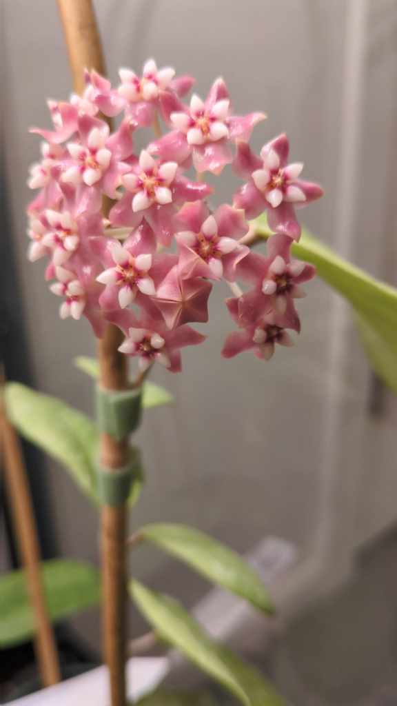 Caught UH 07-01 opening blooms, it was beautiful