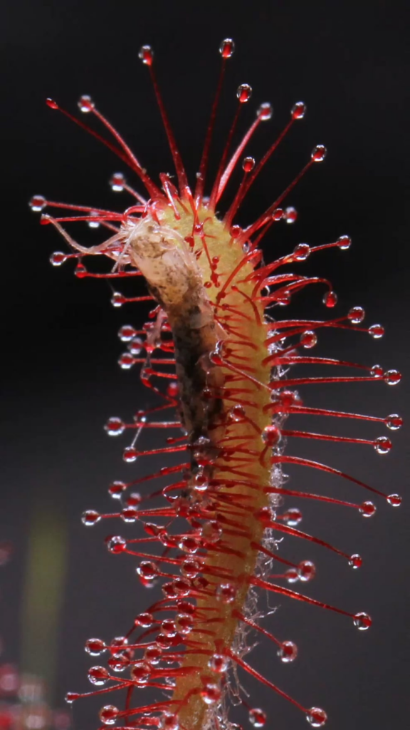 Droseras latifolia feeding timelapse