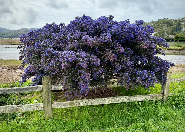 California lilac pictured in Mill Valley's Bayfront Park. (Photo by...