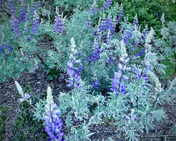 Silver lupine sports blue flower spikes in spring. (Photo by...