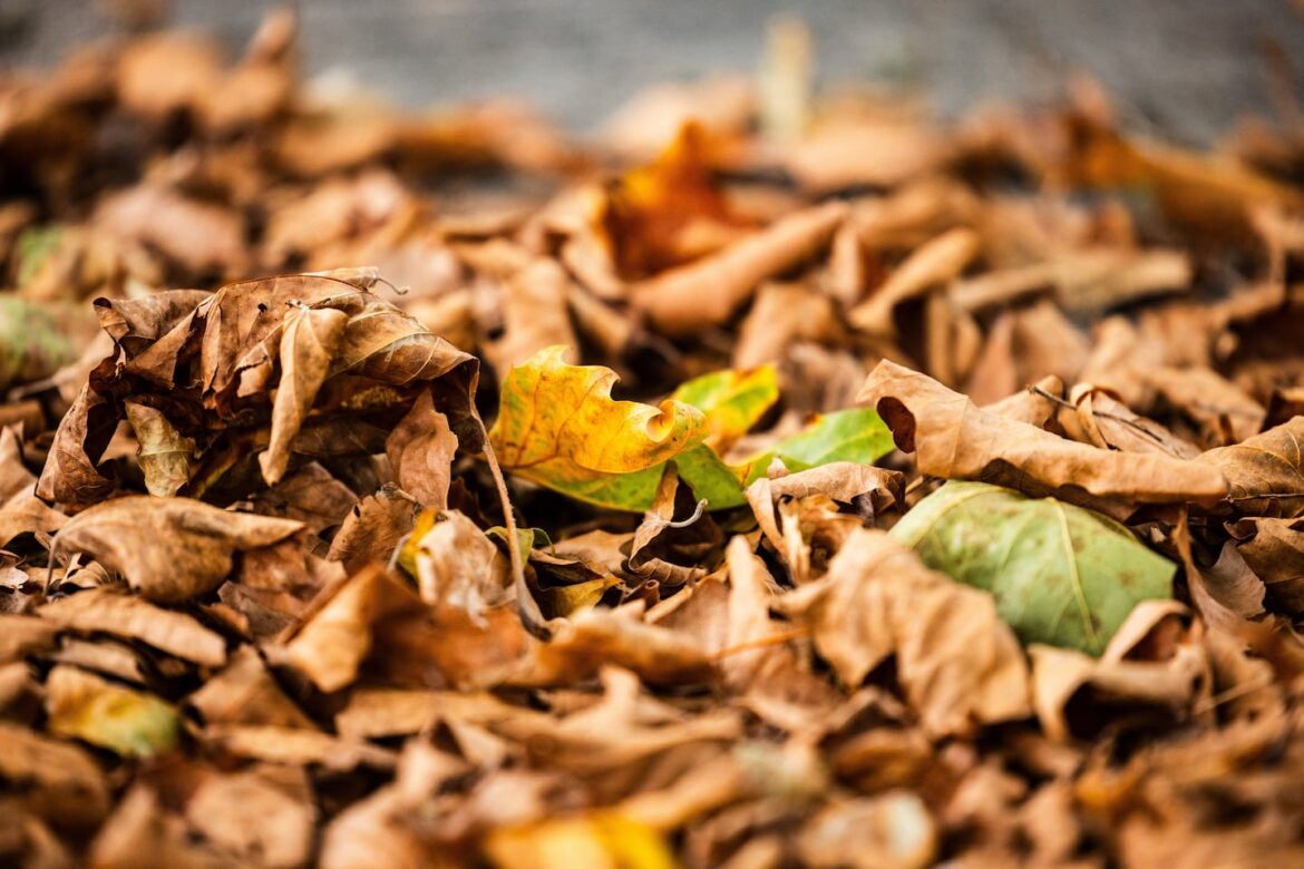 This photograph shows dry leaves fallen from trees.