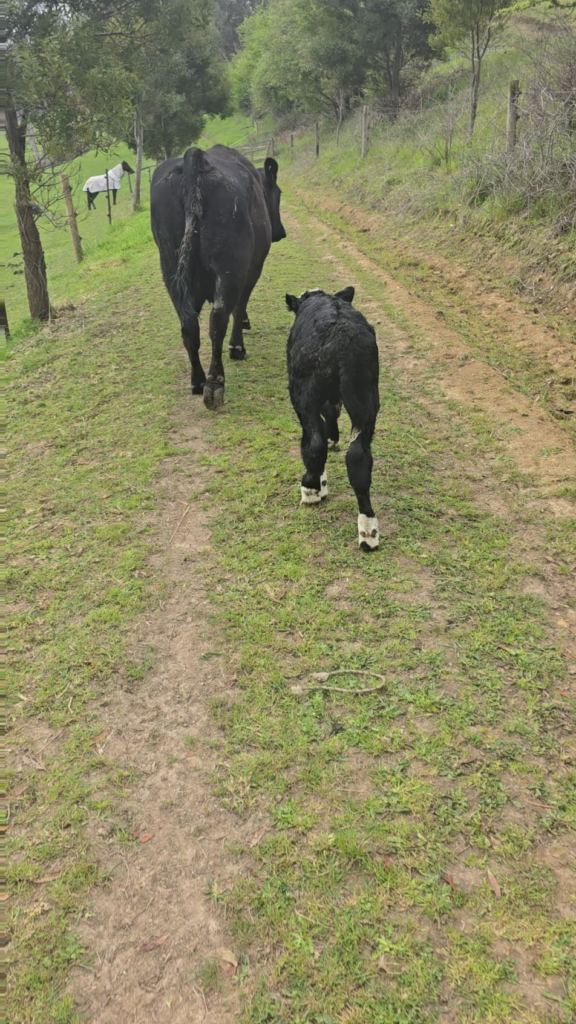 Giant Bull Calf
