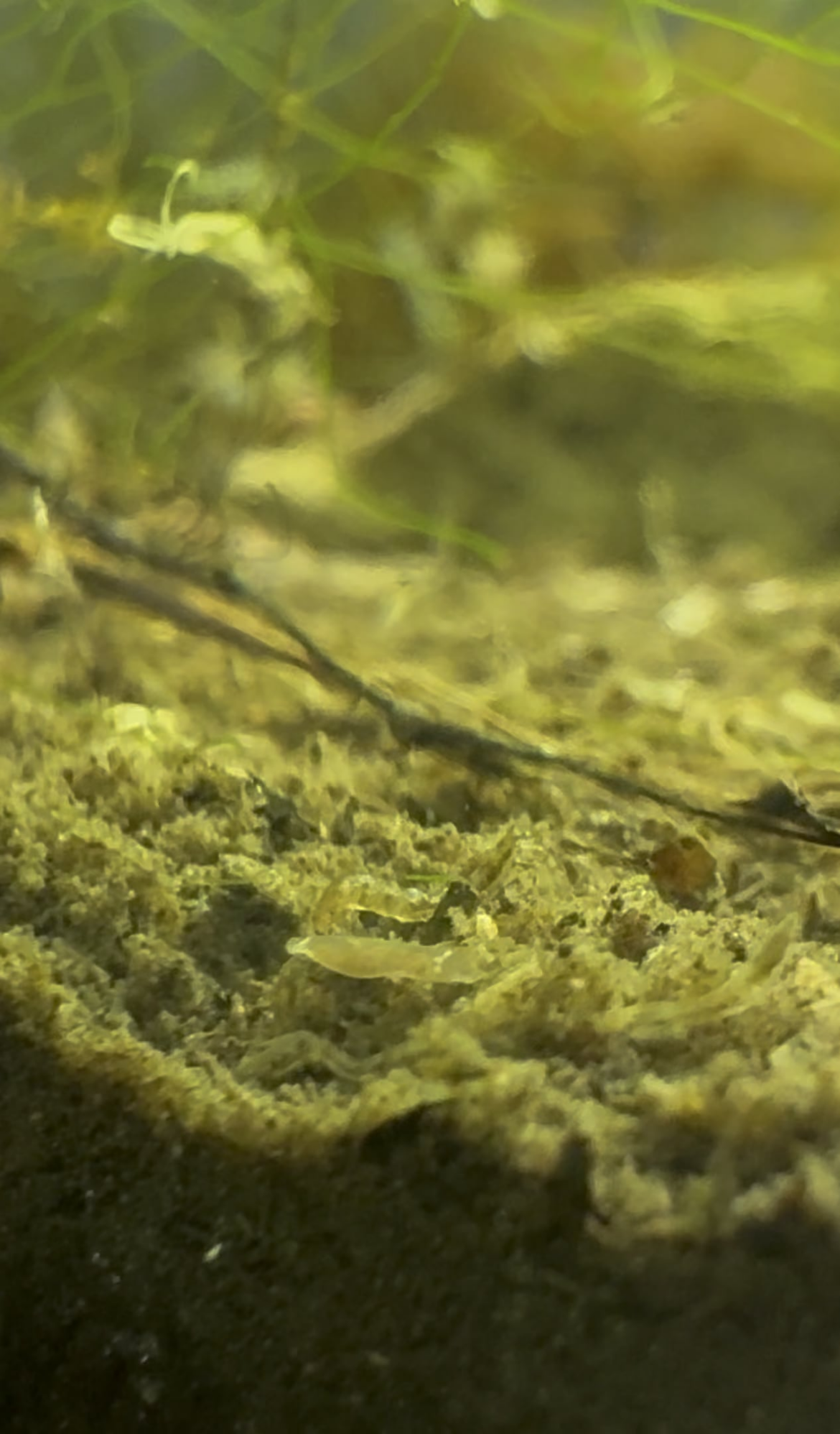 Worm hunting another worm