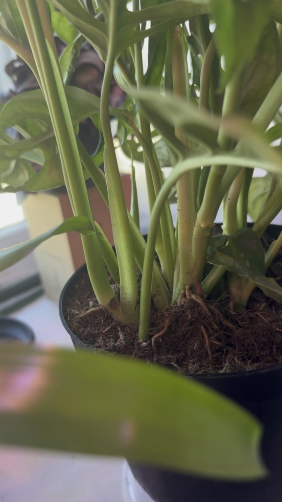 Adansonii inquiry