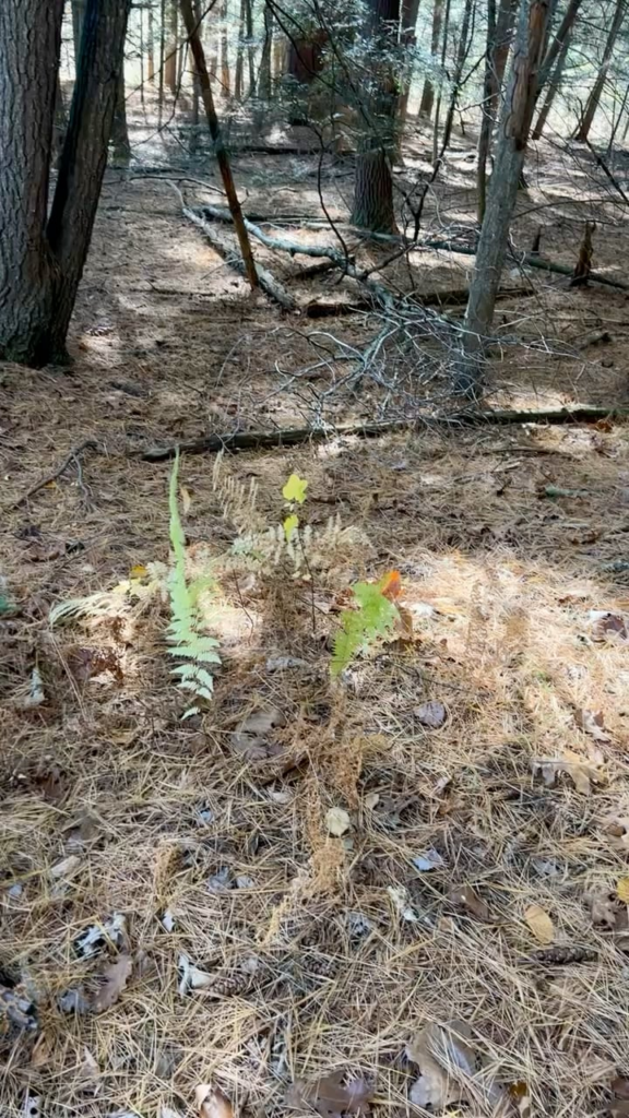 Why Do Wild Ferns Do This? Why Do Wild Ferns Do This?