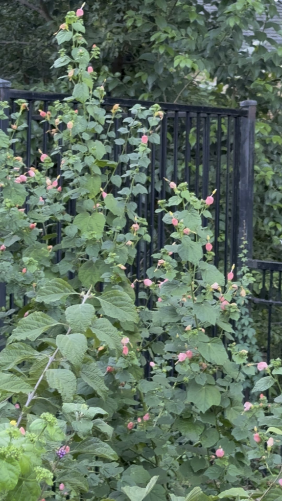 Hummingbird in Turks cap