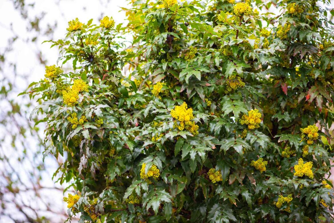 Top Picks For Your Garden
