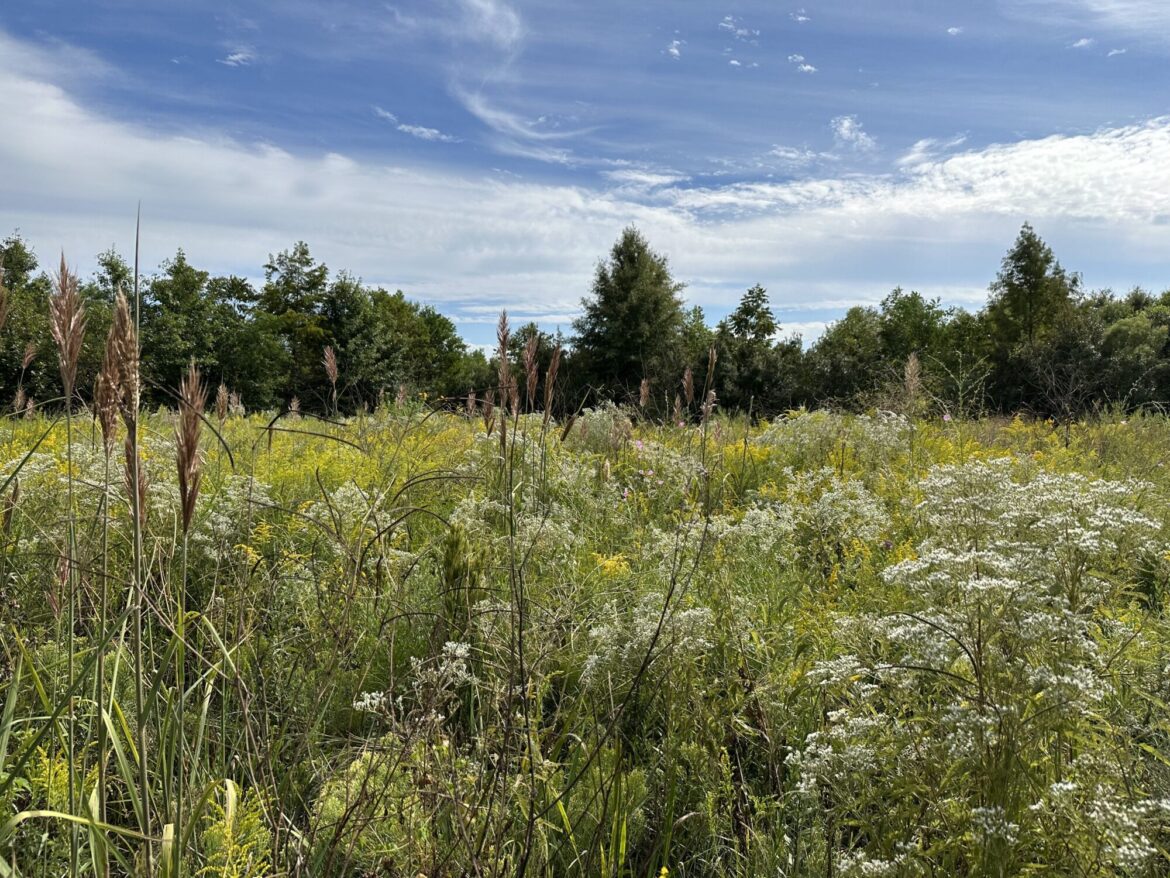 Are you gardening for the future? – The Current Wild plants in front of a line of trees