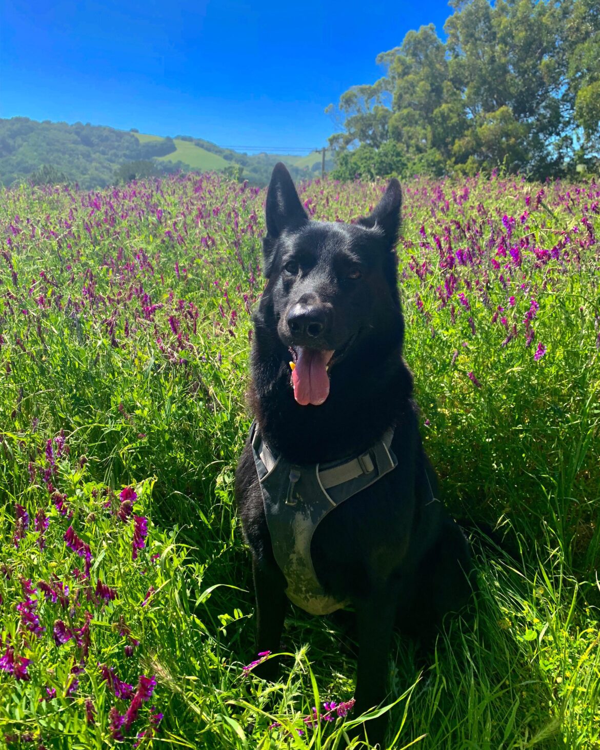 Memorial Garden Plants
