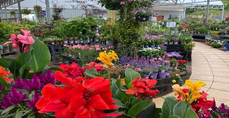 Buying British: Opportunity and obstacles for garden retail garden centre retail