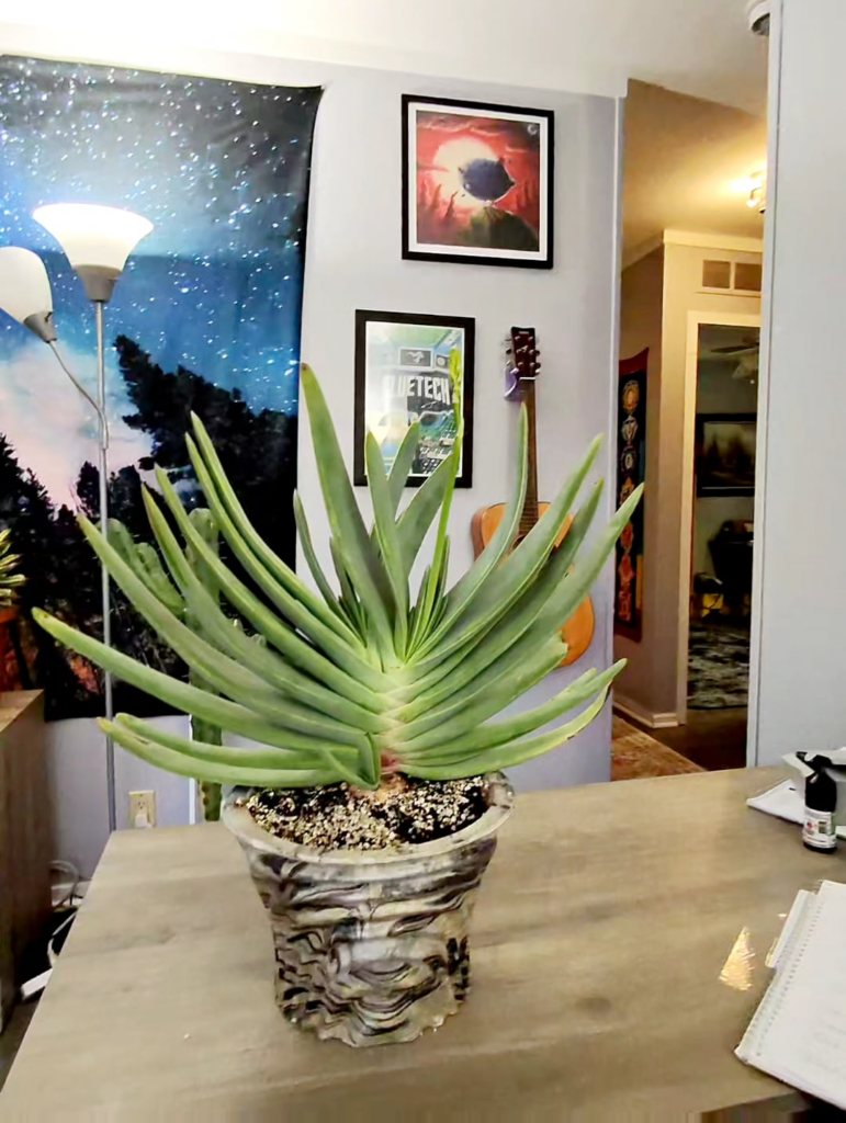 Got one of my bucket list plants!