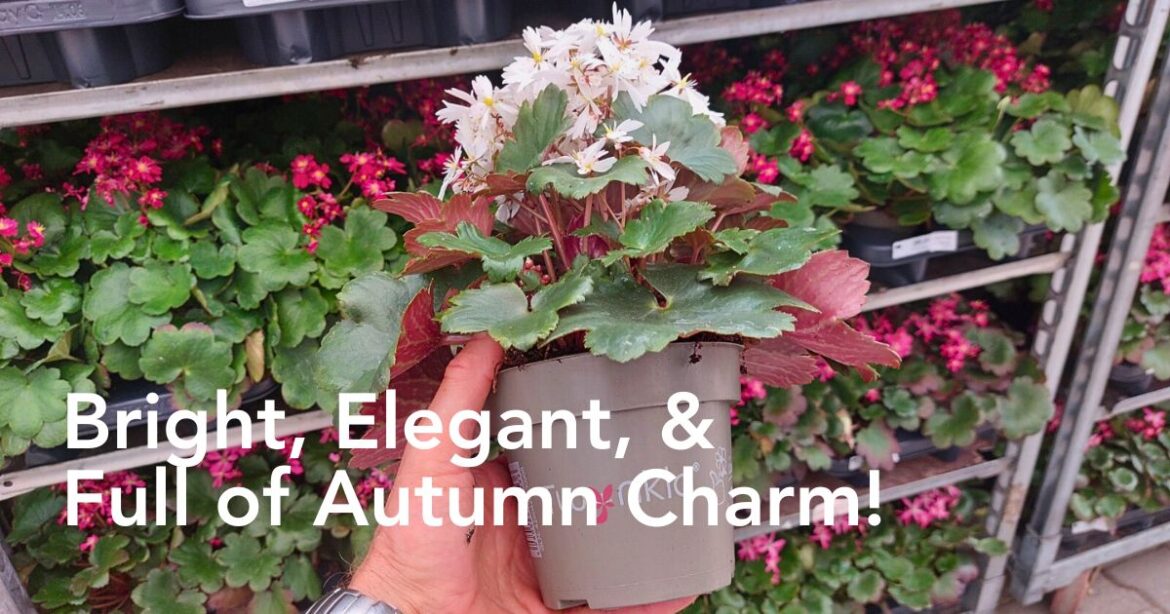 Saxifraga Twynkla Is Autumn’s Unexpected Star! Michael Perry AKA Mr Plant Geek: Saxifraga ‘Twynkla’ Is Autumn’s Unexpected Star - Thursd Blog