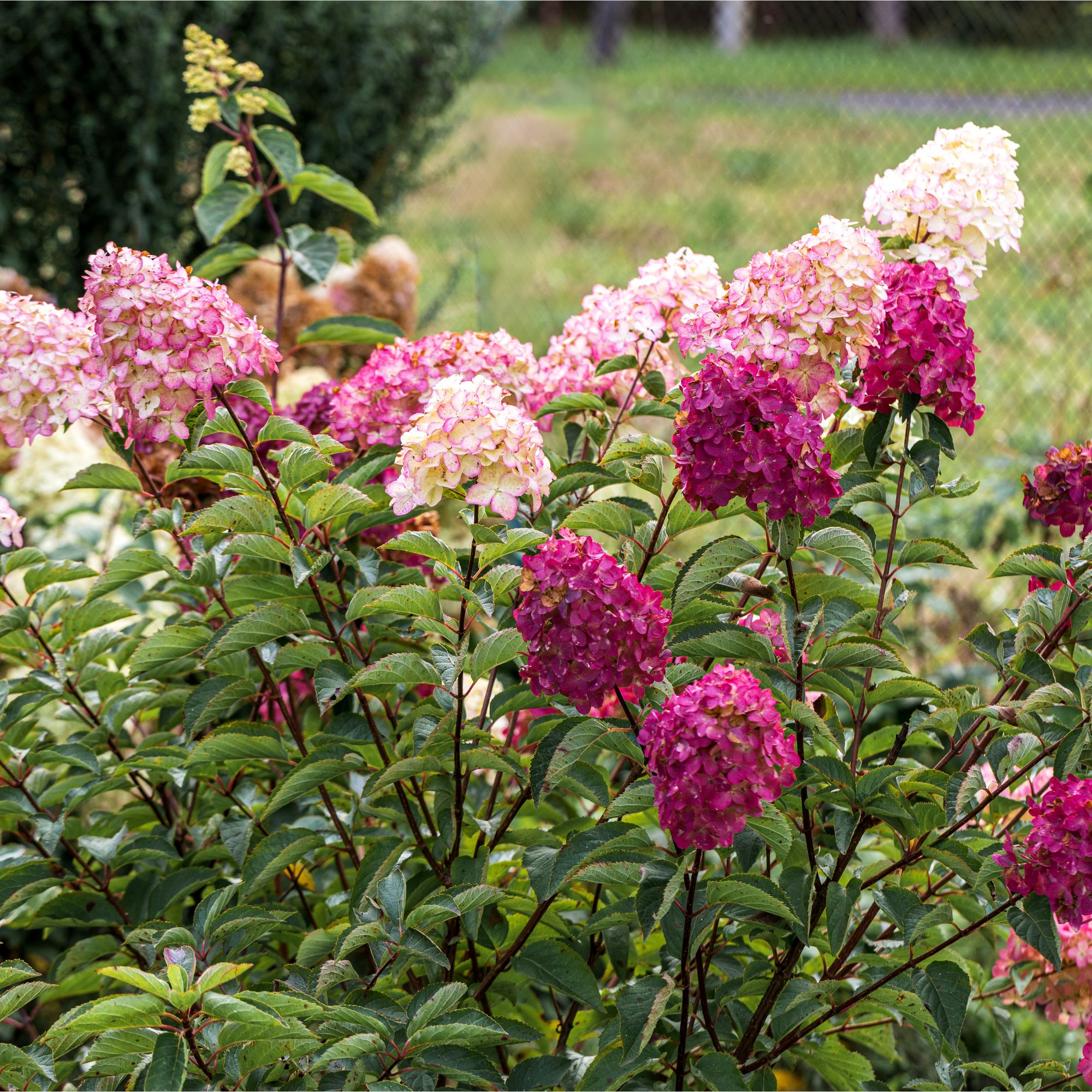 Pink flowering Hydrangea paniculata shrub in garden