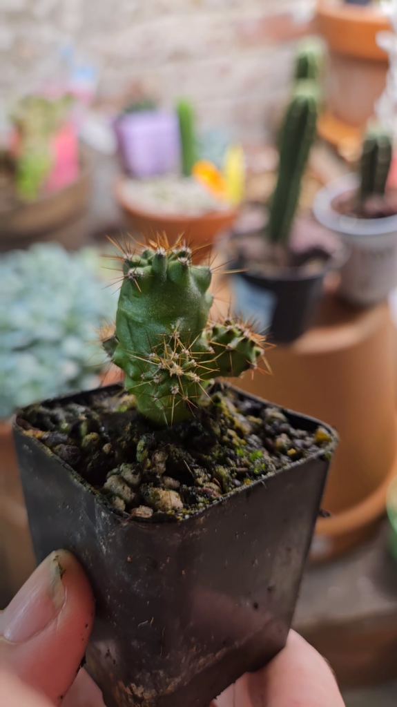 Can't wait to see what this mutant takes off into!