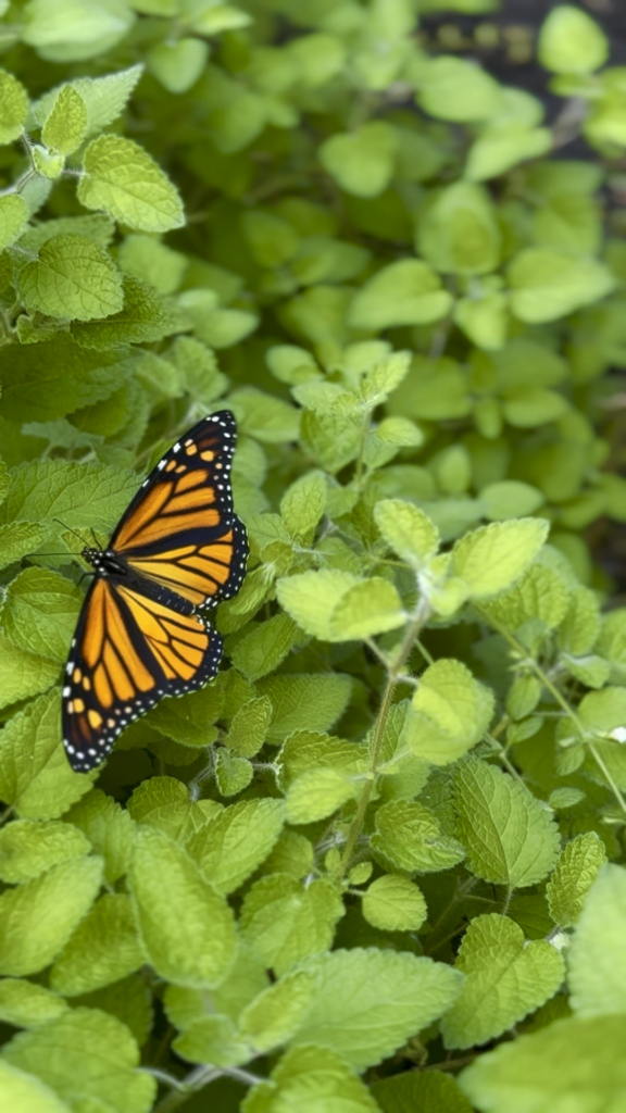 Our First Monarch Butterfly Our First Monarch Butterfly
