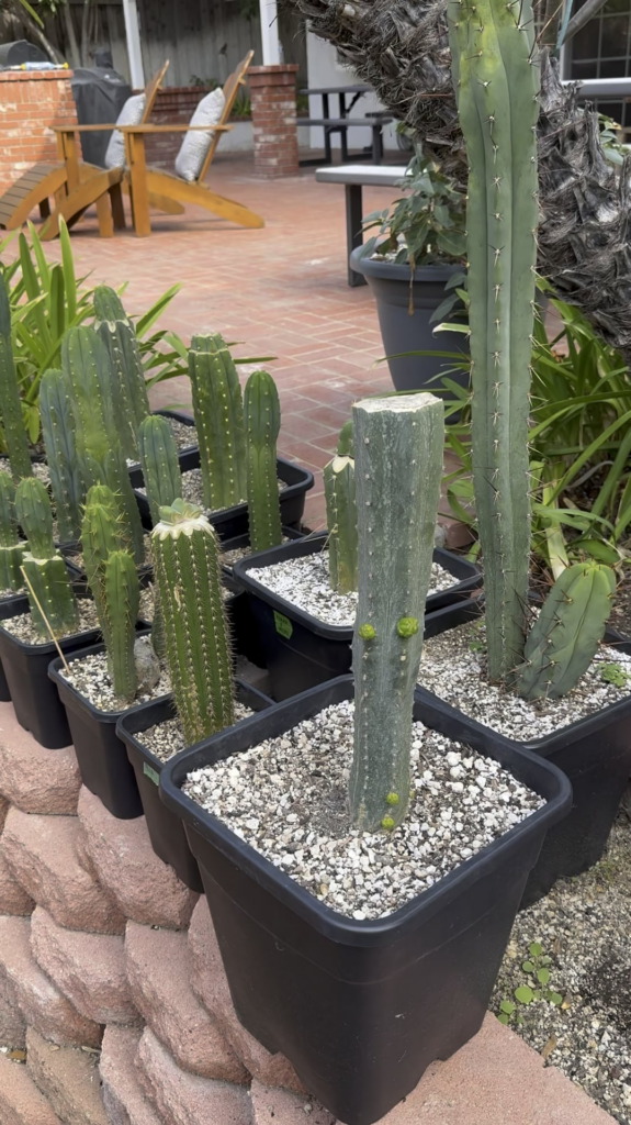 Boon or Curse? Boon or Curse?