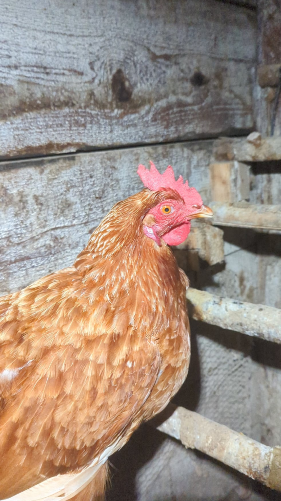 Chickens will respiratory issues Chickens will respiratory issues