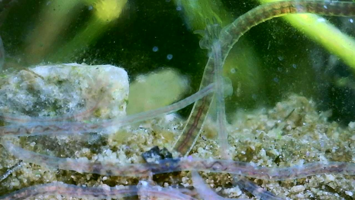 My what fancy posteriors! Dero digitata?