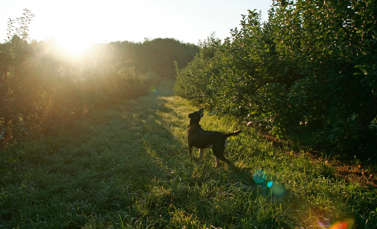 Apple farm