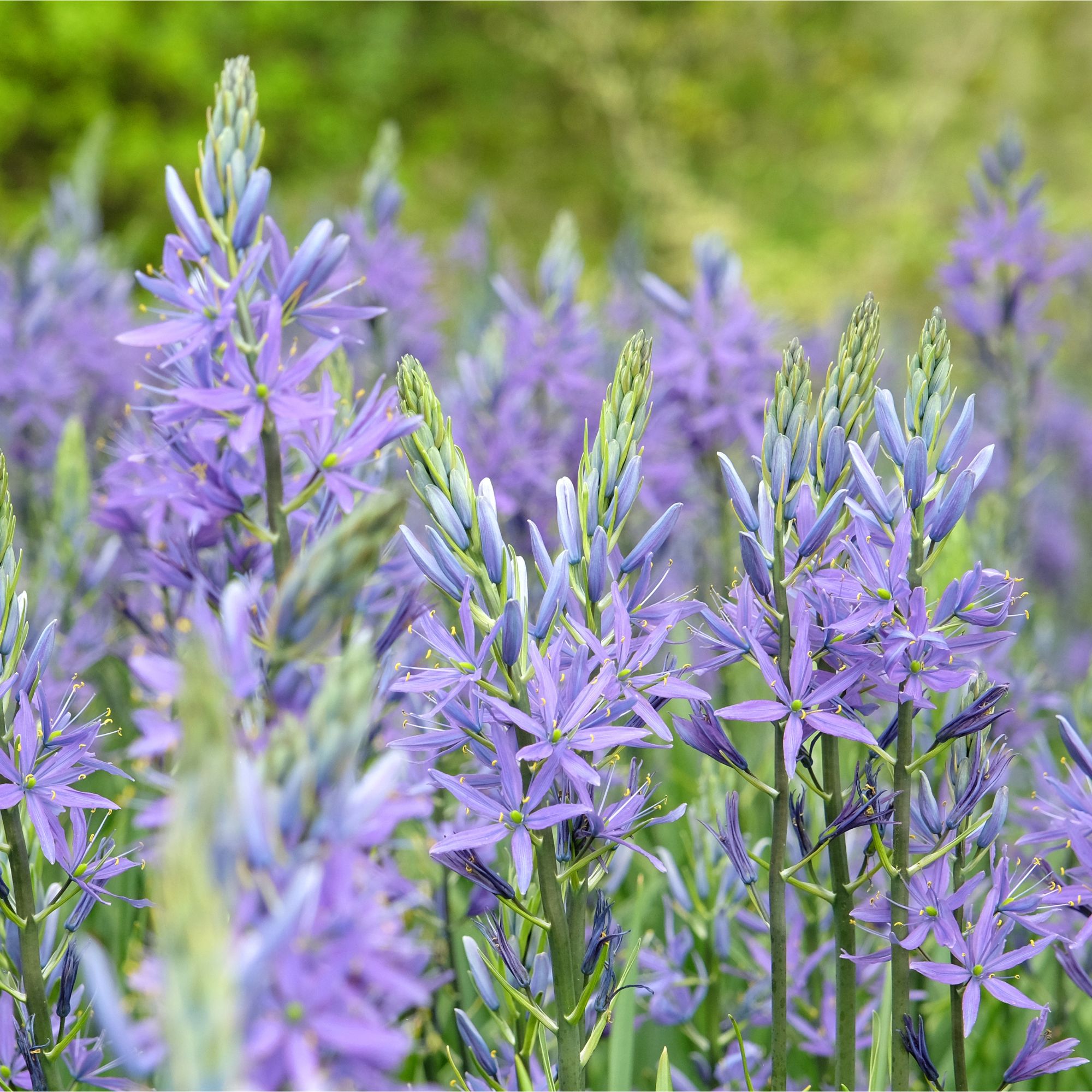 Purple flowering camassia