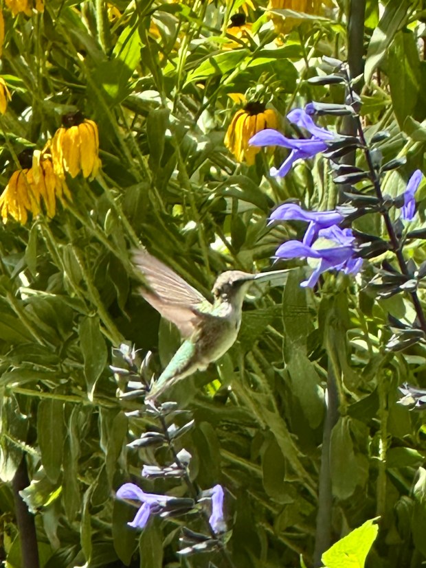 Is there anything that can stop you in your tracks than a hummingbird making a stop at your garden? These are the distractions columnist Donna Vickroy lives for, she says. (Donna Vickroy/Naperville Sun)