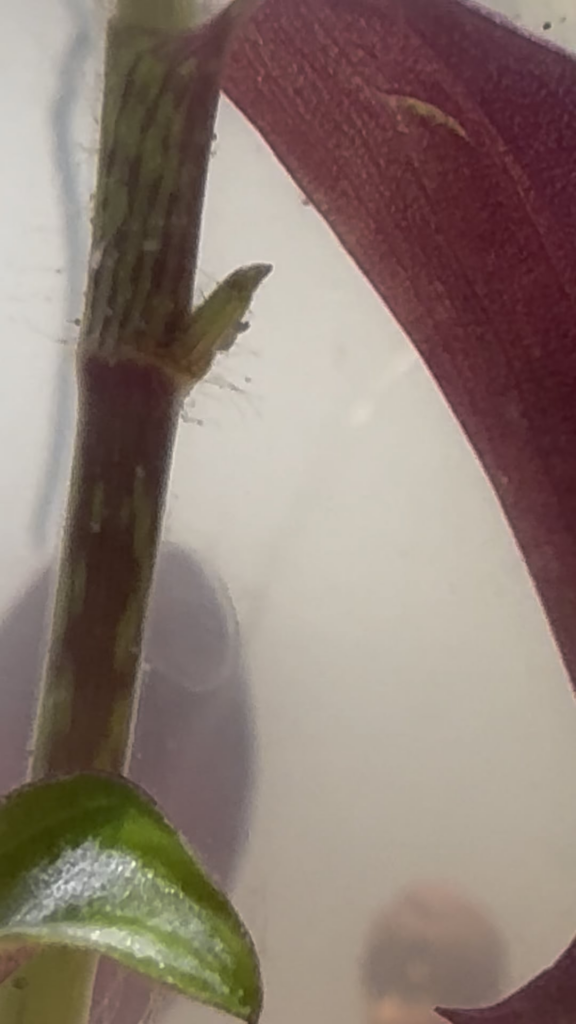 Anyone know what these are?