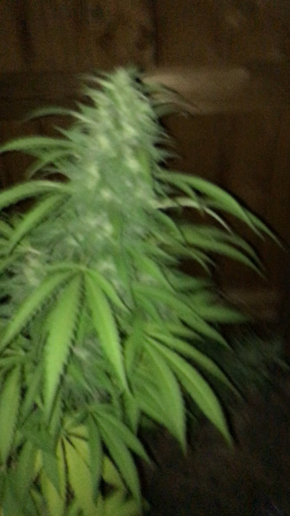 So many hybrids here’s some OGs
