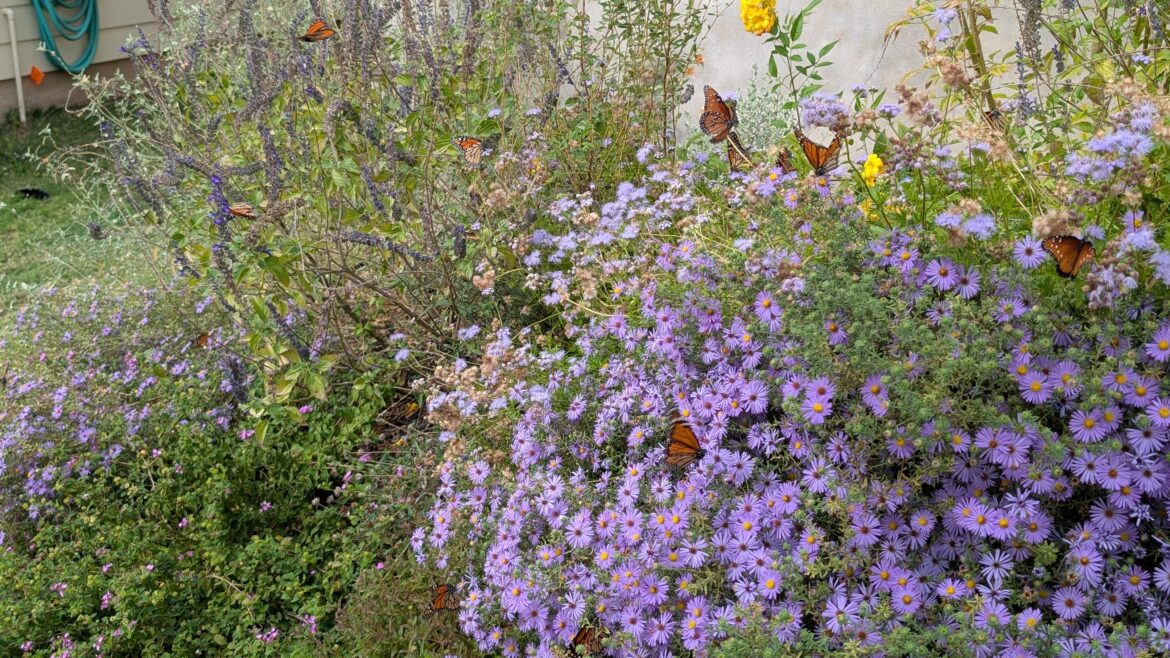 Fall Aster with dozens of blooms and butterflies Fall Aster with dozens of blooms and butterflies