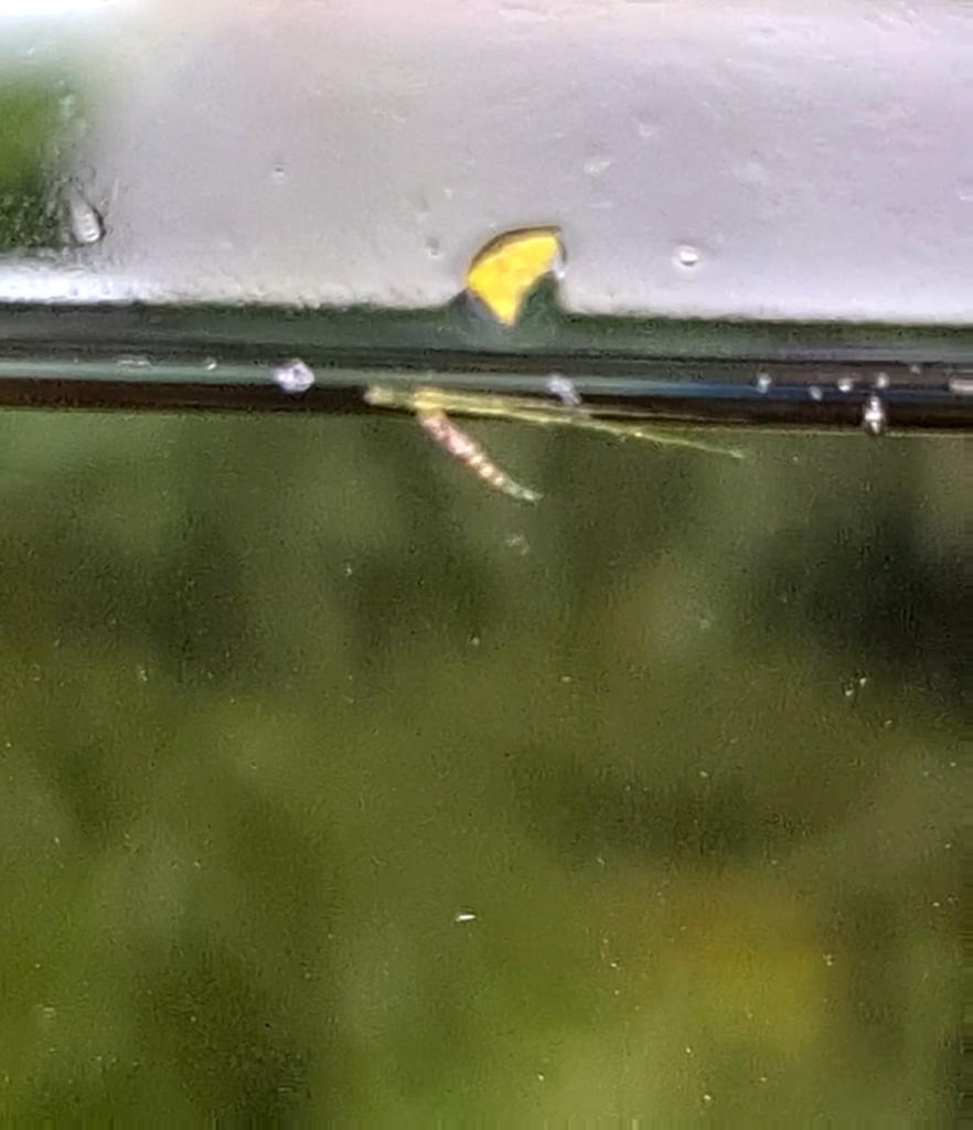 Hi everyone – just been pointed to this sub from another Redittor – could anyone tell me what these are, please? Hi everyone - just been pointed to this sub from another Redittor - could anyone tell me what these are, please?