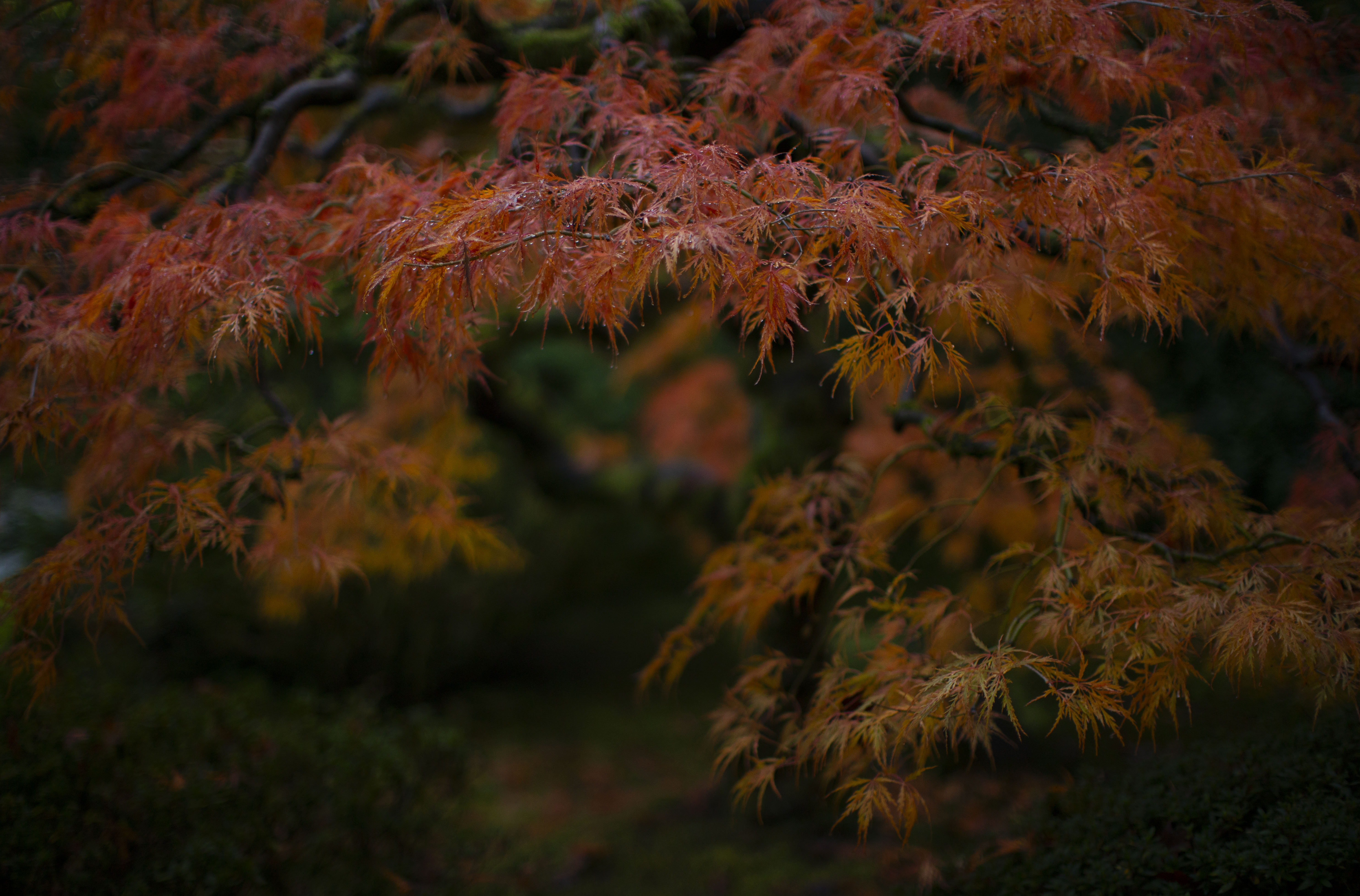 It’s the perfect time to visit the Portland Japanese Garden if peak foliage viewing is what you’re after. October 29, 2025