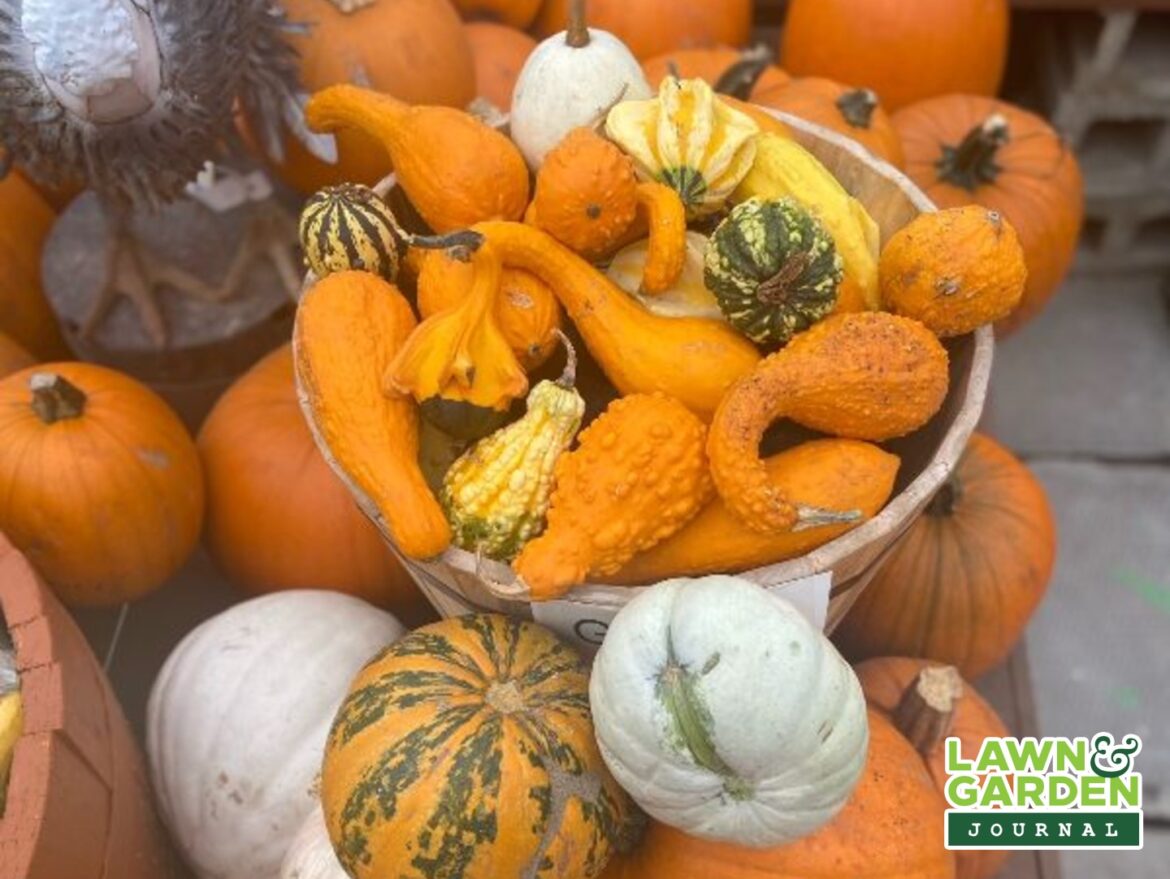 More pumpkin conversation on another October edition of the Lawn & Garden Journal – PembinaValleyOnline.com More pumpkin conversation on another October edition of the Lawn & Garden Journal - PembinaValleyOnline.com