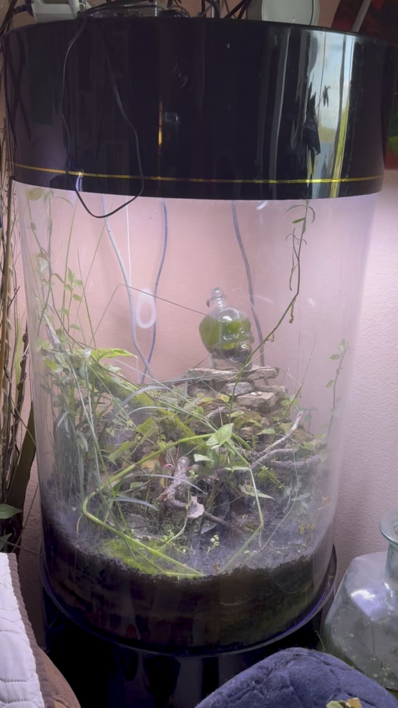 This is what happens when an ecosphere gets too much light. It’s one big chunk of hair algae and a tiny piece of the original guppy grass. And gas bubbles.