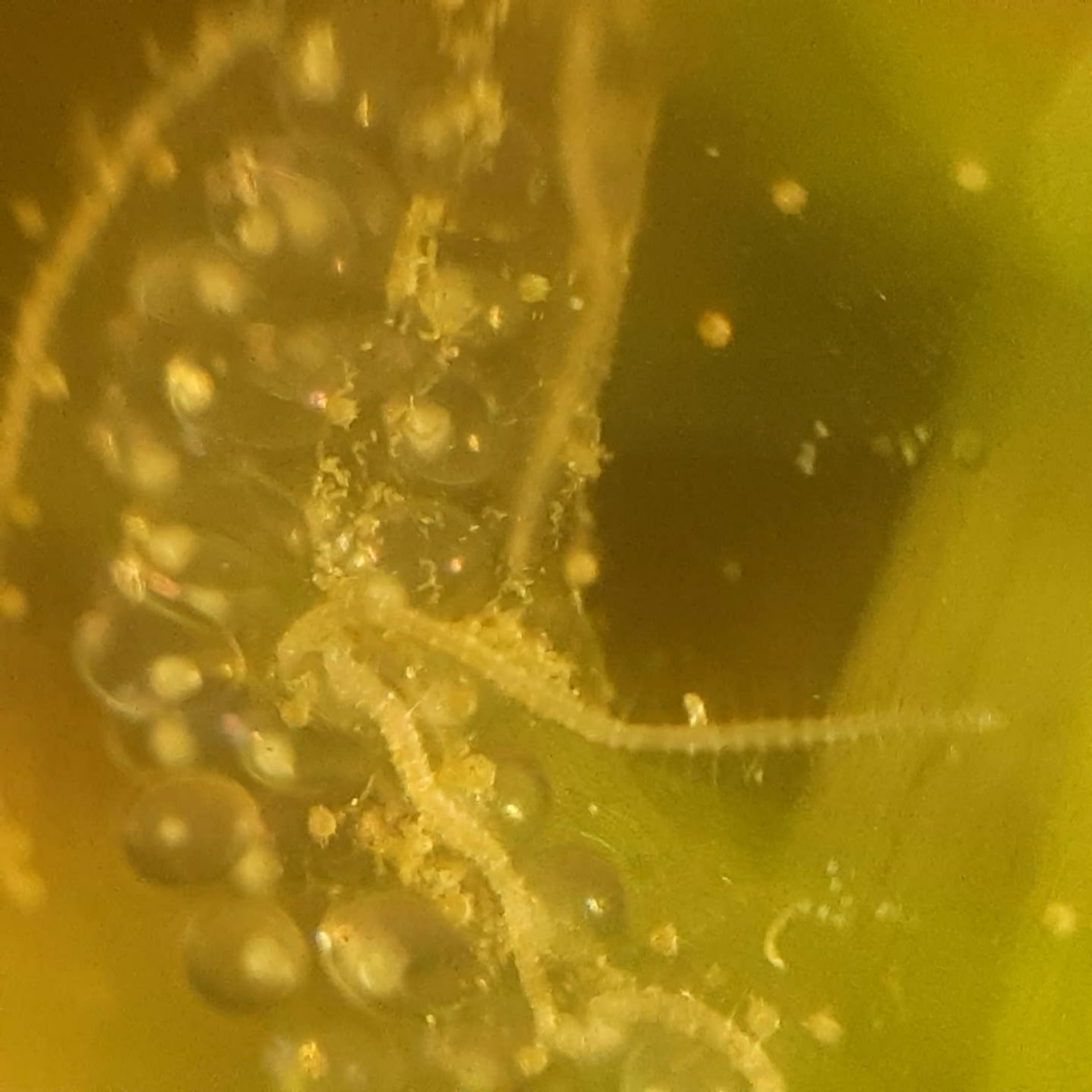 Stylarias tend to gather around snail eggs!