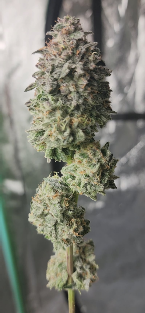 Grape Cookies