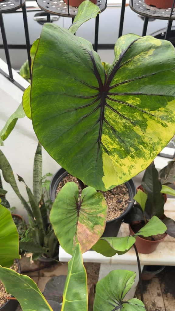 Variegated Colocasia pharoah’s mask