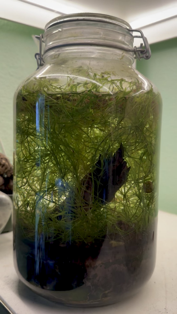 My very first ecosphere is 4 years old today. Not many critters left, just snails. It only gets light from the LED strip you see in the beginning.