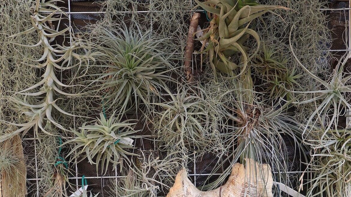 Kem Ormond’s vegetable garden: A vertical garden is a great space-saver Kem Ormond’s vegetable garden: A vertical garden is a great space-saver