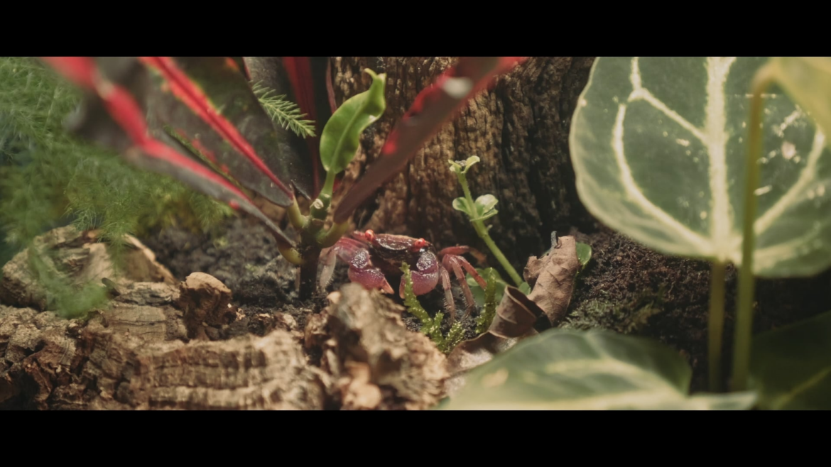 Added my vampire crabs a week ago. They're starting to feel at home