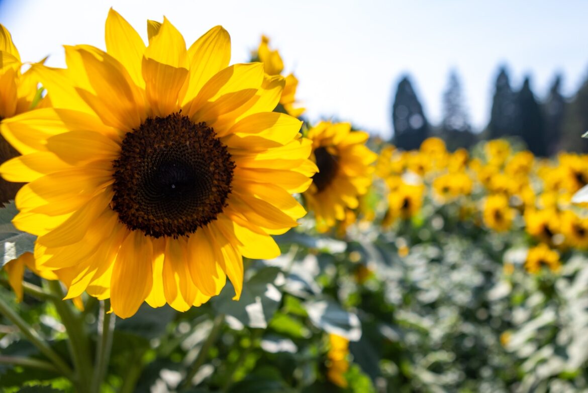 October gardening guide for Oregon: Fall planting, planning and monitoring Mostly Sunny