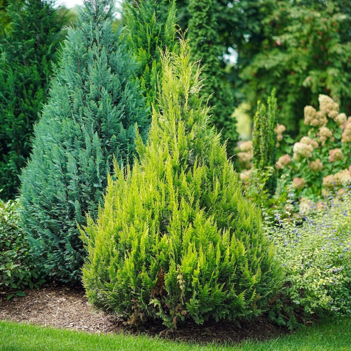 The Best Small Trees for Home Landscaping The Best Small Trees for Home Landscaping