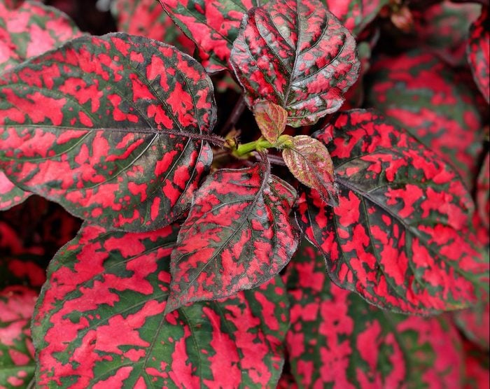 Hippo Red polka dot plant