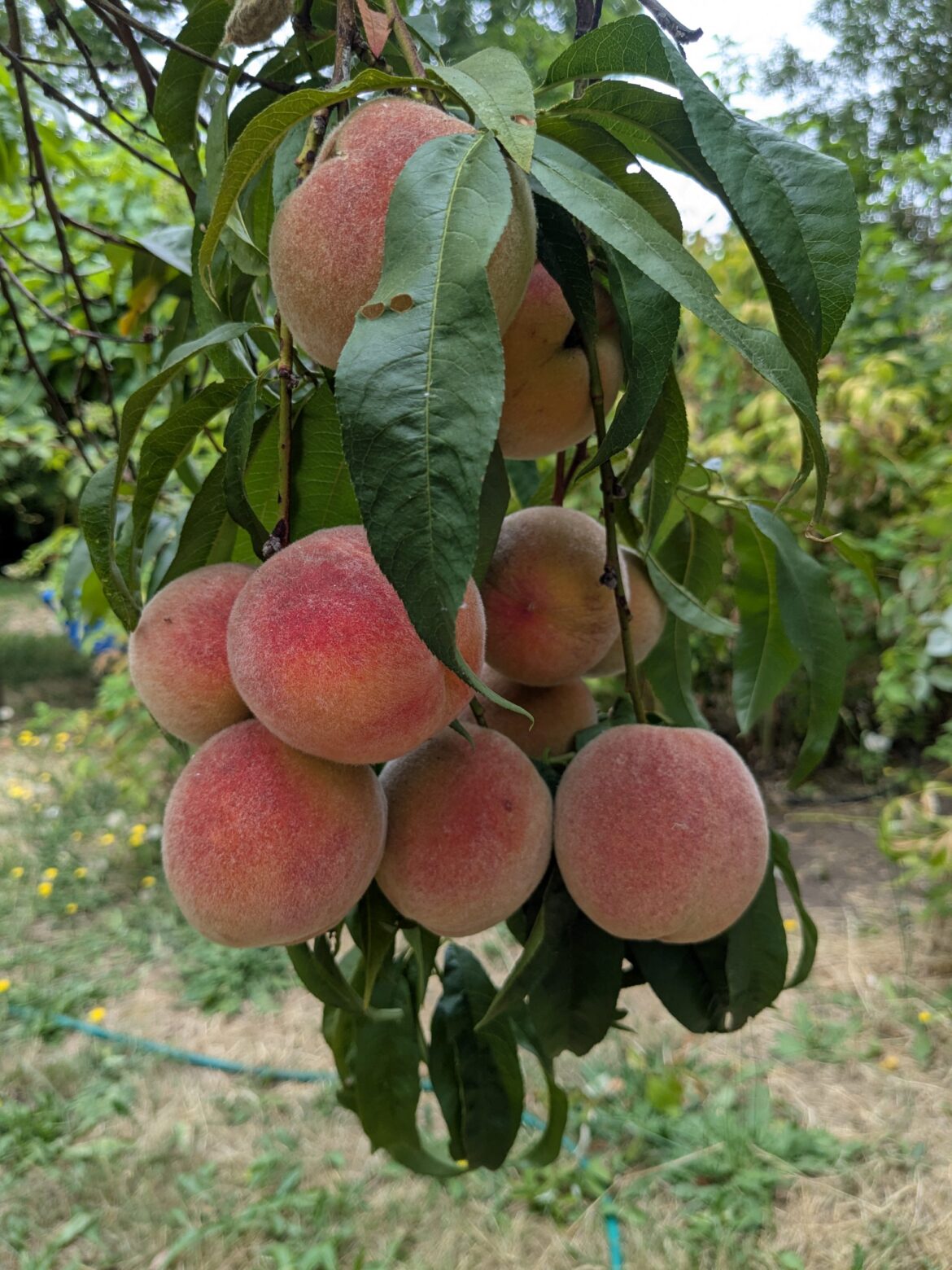 Plant a tree for your tomorrow — spring, summer or fall, then enjoy the fruit and shade Plant a tree for your tomorrow — spring, summer or fall, then enjoy the fruit and shade