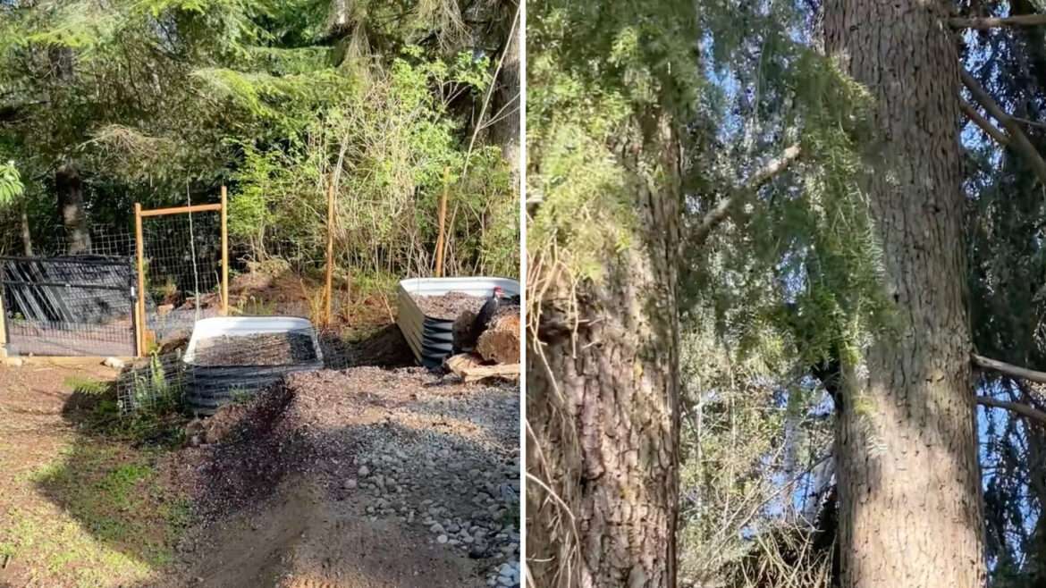 Homeowner captures video of iconic creature living up to its name in garden: ‘Beautiful’ A viral TikTok shows a gardener getting some surprise help from a Pileated Woodpecker.