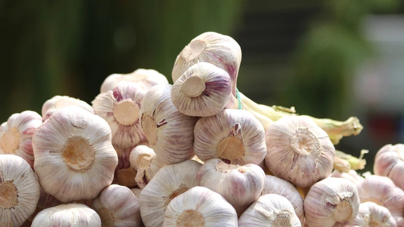 Plant Garlic By Halloween For A June Harvest: URI Experts Share Fall Gardening Tips Pile of garlic bulbs