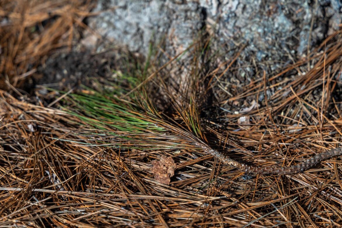 OSU Extension experts debunk 10 common gardening myths