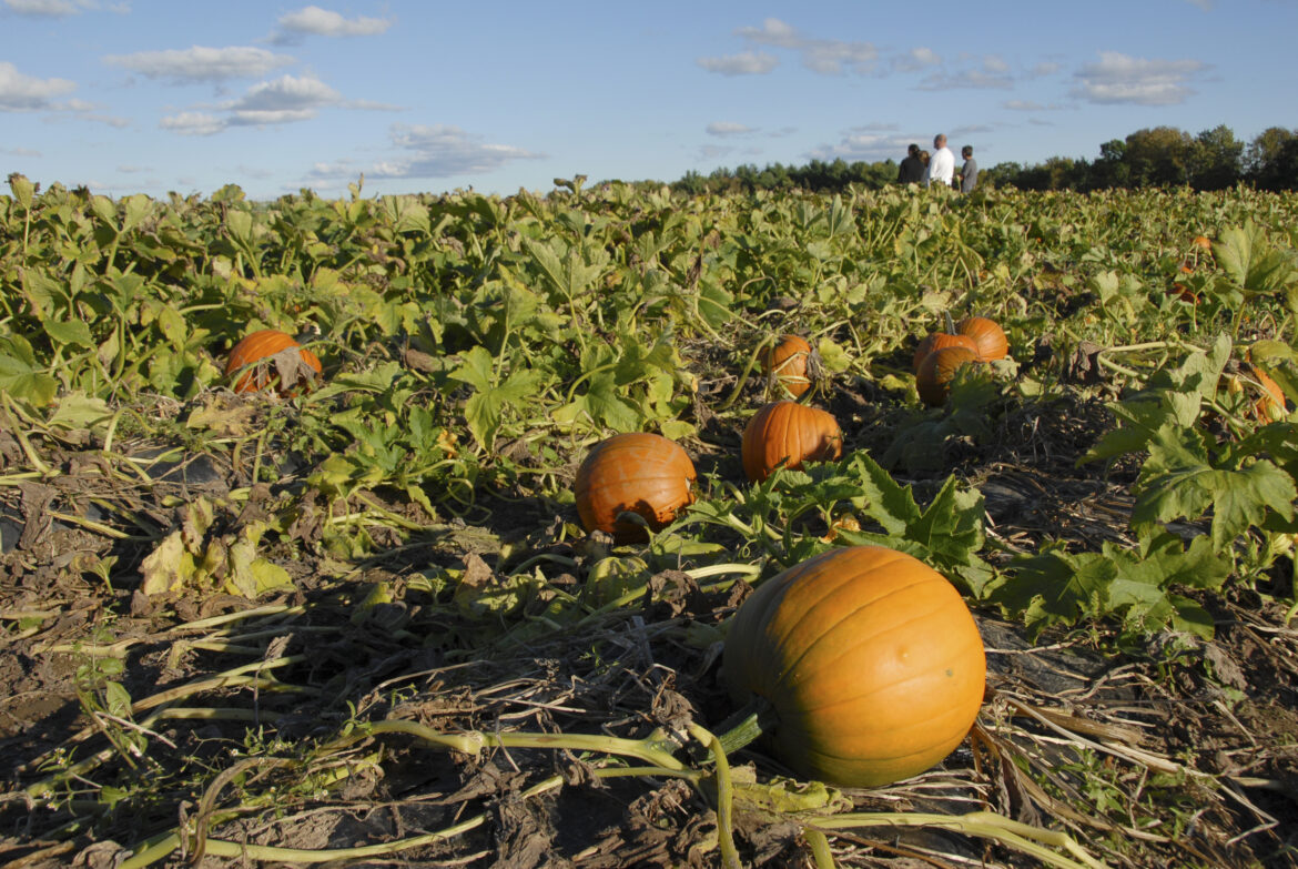 How to grow pumpkins to carve next year