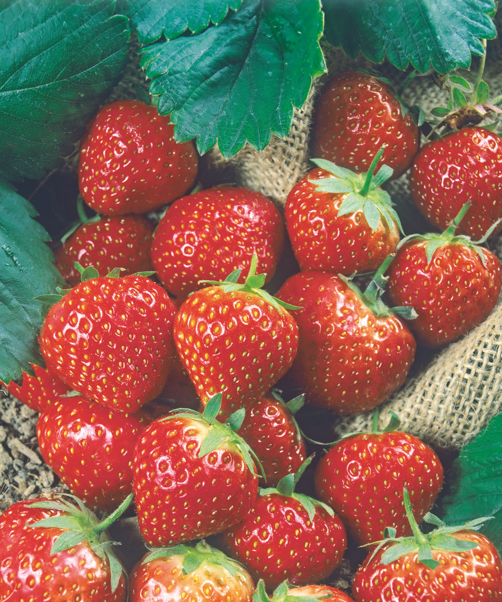 Ripe red strawberries on a burlap sack