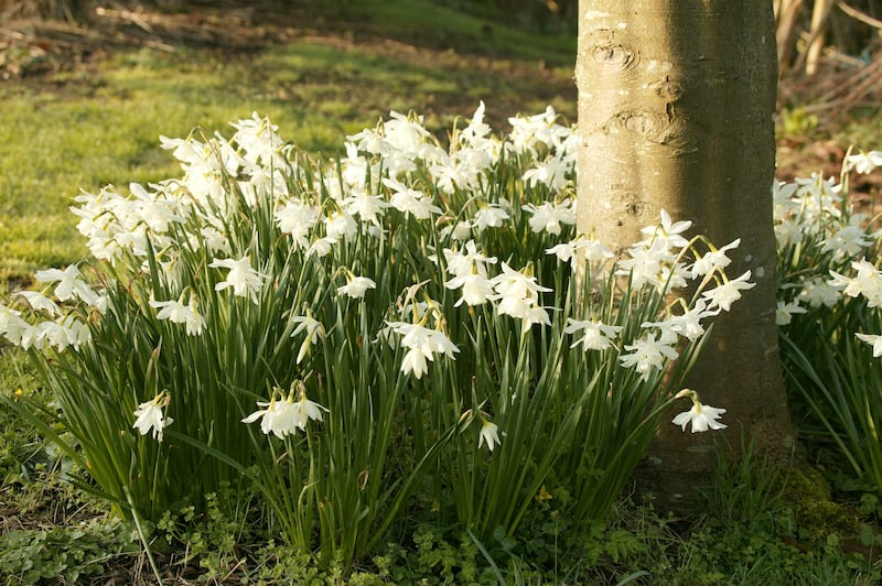 White daffodils. Photograph: iStock